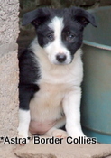 Puppy no 6, Ben x Pru litter, Black and white female border collie